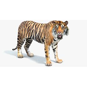 Tiger Rigged (2) 3D model
